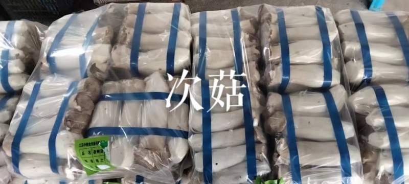 【实力】江苏连云港杏鲍菇菇片次菇产地直销量大从优可视频