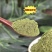 侧柏叶粉中药材超细洗头乌发养发正品侧柏叶粉扁柏叶防脱侧柏叶粉
