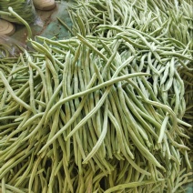 架豆王品种保障服务周到价格美丽欢迎联系