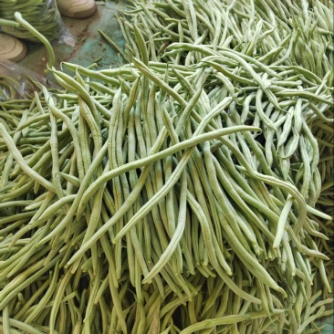 架豆王品种保障服务周到价格美丽欢迎联系