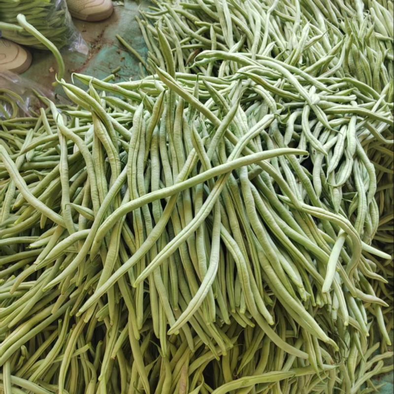 架豆王品种保障服务周到价格美丽欢迎联系