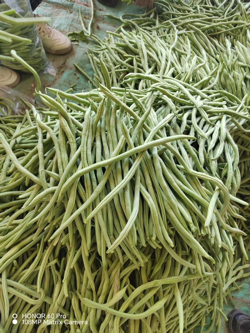 架豆王品种保障服务周到价格美丽欢迎联系