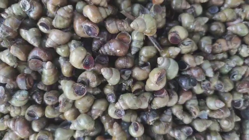 微山湖淡水螺蛳，大量现货新鲜包活到家