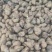 微山湖淡水螺蛳，大量现货新鲜包活到家