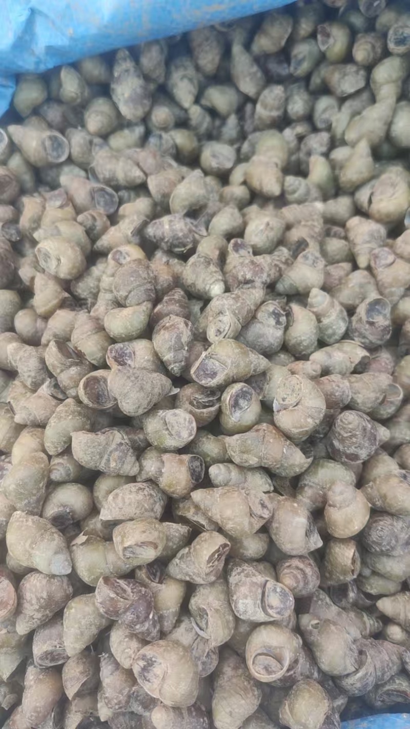 微山湖淡水螺蛳，大量现货新鲜包活到家