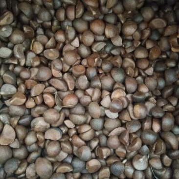【油茶籽】【山茶籽】【茶油】广西桂林产地大量供应产油高
