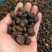 【油茶籽】【山茶籽】【茶油】广西桂林产地大量供应产油高