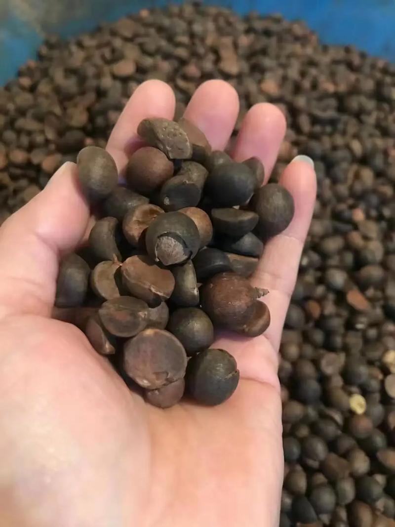 【油茶籽】【山茶籽】【茶油】广西桂林产地大量供应产油高