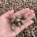【油茶籽】【山茶籽】【茶油】广西桂林产地大量供应产油高