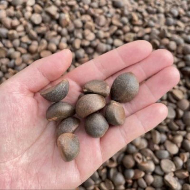 【油茶籽】【山茶籽】【茶油】广西桂林产地大量供应产油高