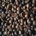 【油茶籽】【山茶籽】【茶油】广西桂林产地大量供应产油高