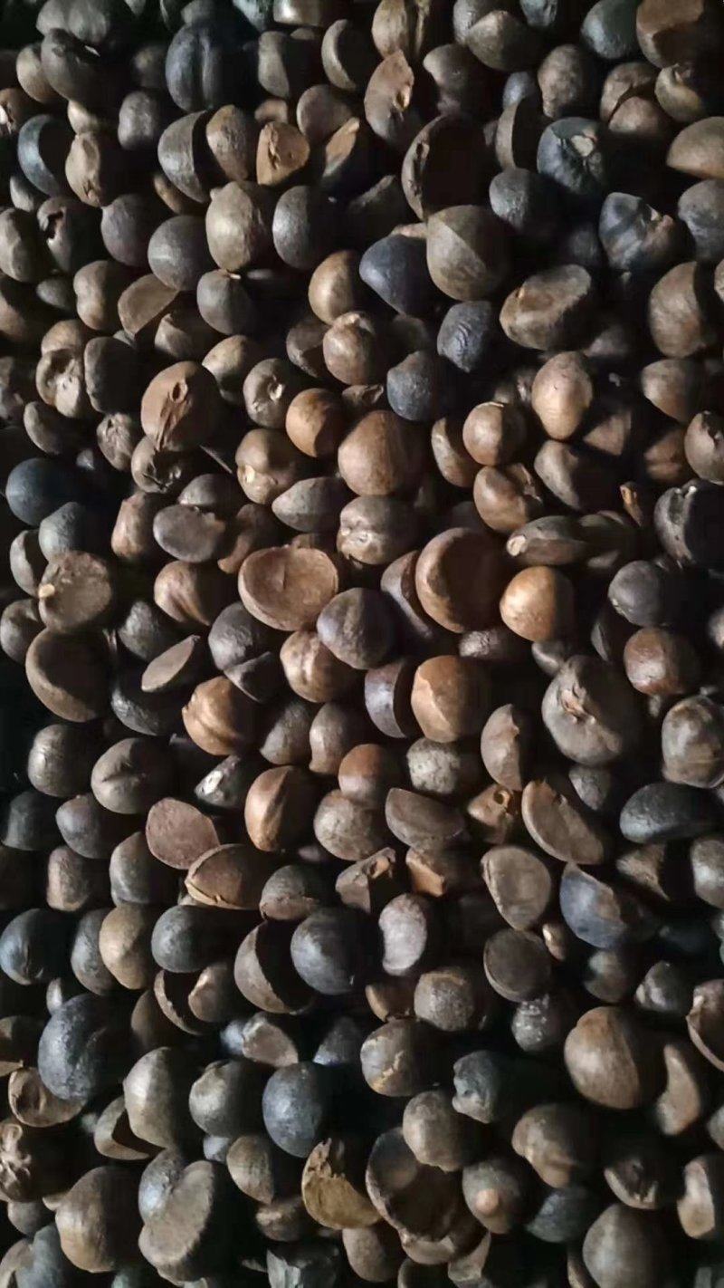 【油茶籽】【山茶籽】【茶油】广西桂林产地大量供应产油高