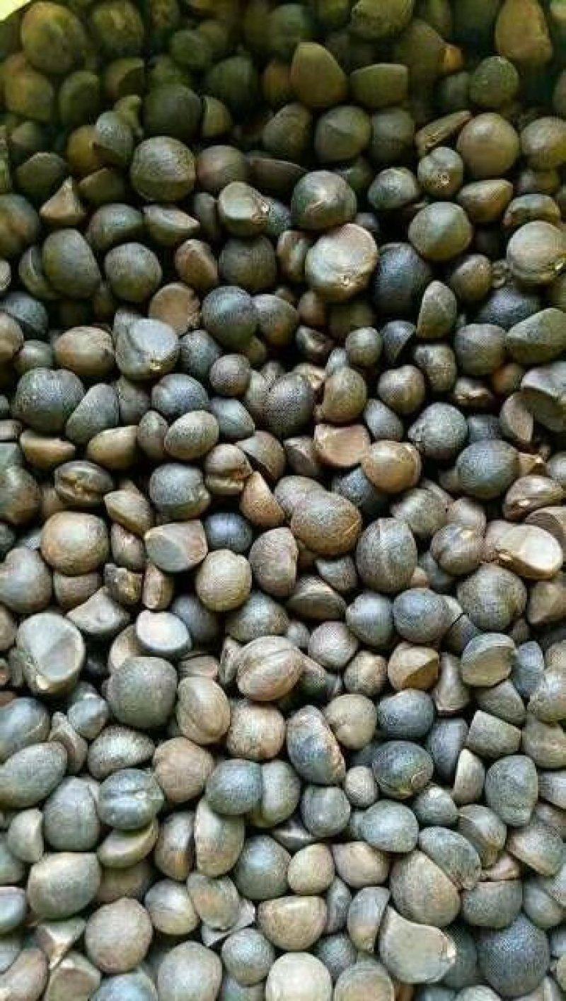 【油茶籽】【山茶籽】【茶油】广西桂林产地大量供应产油高