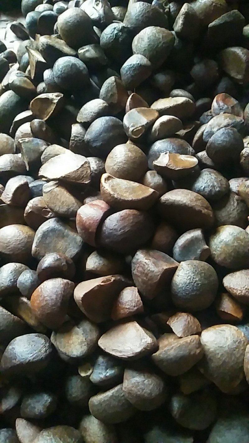 【油茶籽】【山茶籽】【茶油】广西桂林产地大量供应产油高