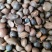 【油茶籽】【山茶籽】【茶油】广西桂林产地大量供应产油高