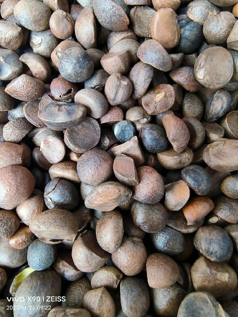 【油茶籽】【山茶籽】【茶油】广西桂林产地大量供应产油高