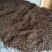 【油茶籽】【山茶籽】【茶油】广西桂林产地大量供应产油高