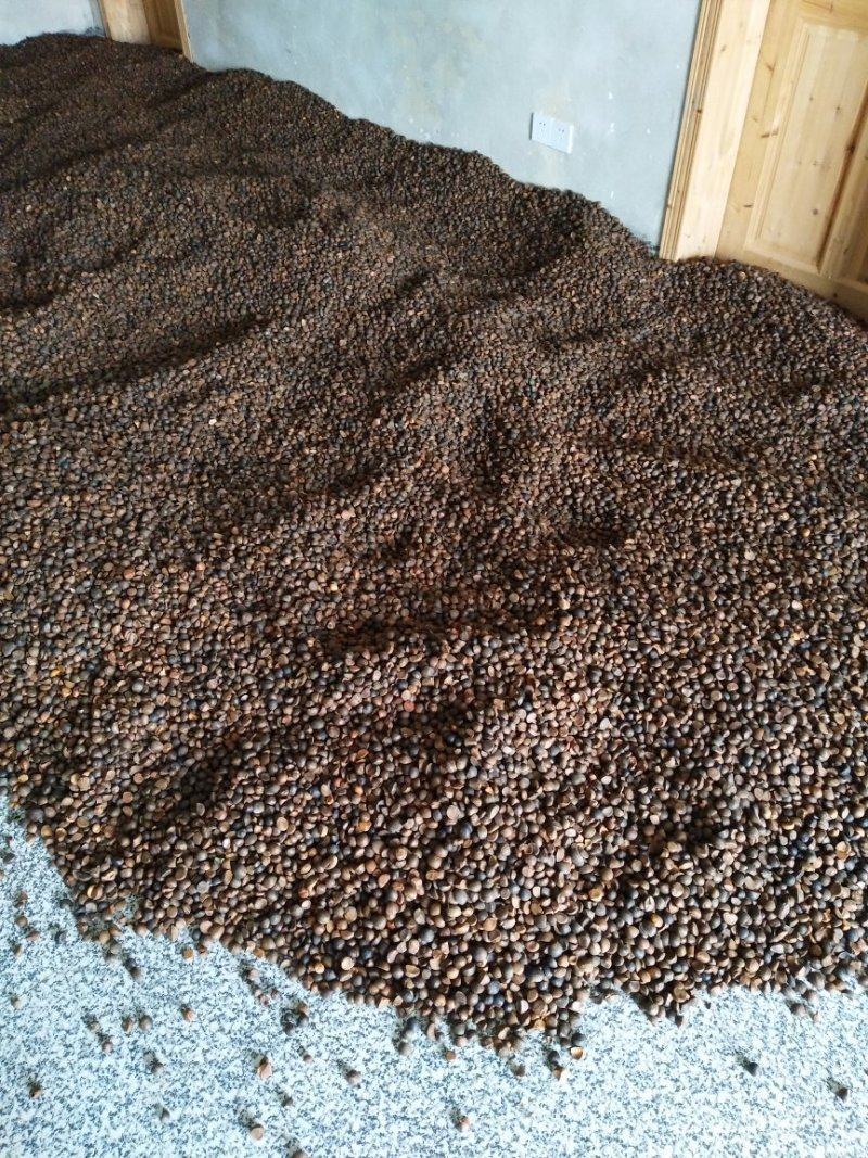 【油茶籽】【山茶籽】【茶油】广西桂林产地大量供应产油高