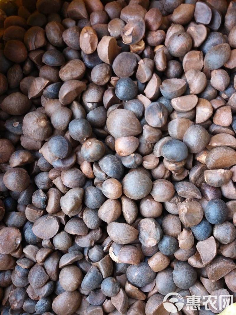 【油茶籽】【山茶籽】【茶油】广西桂林产地大量供应产油高