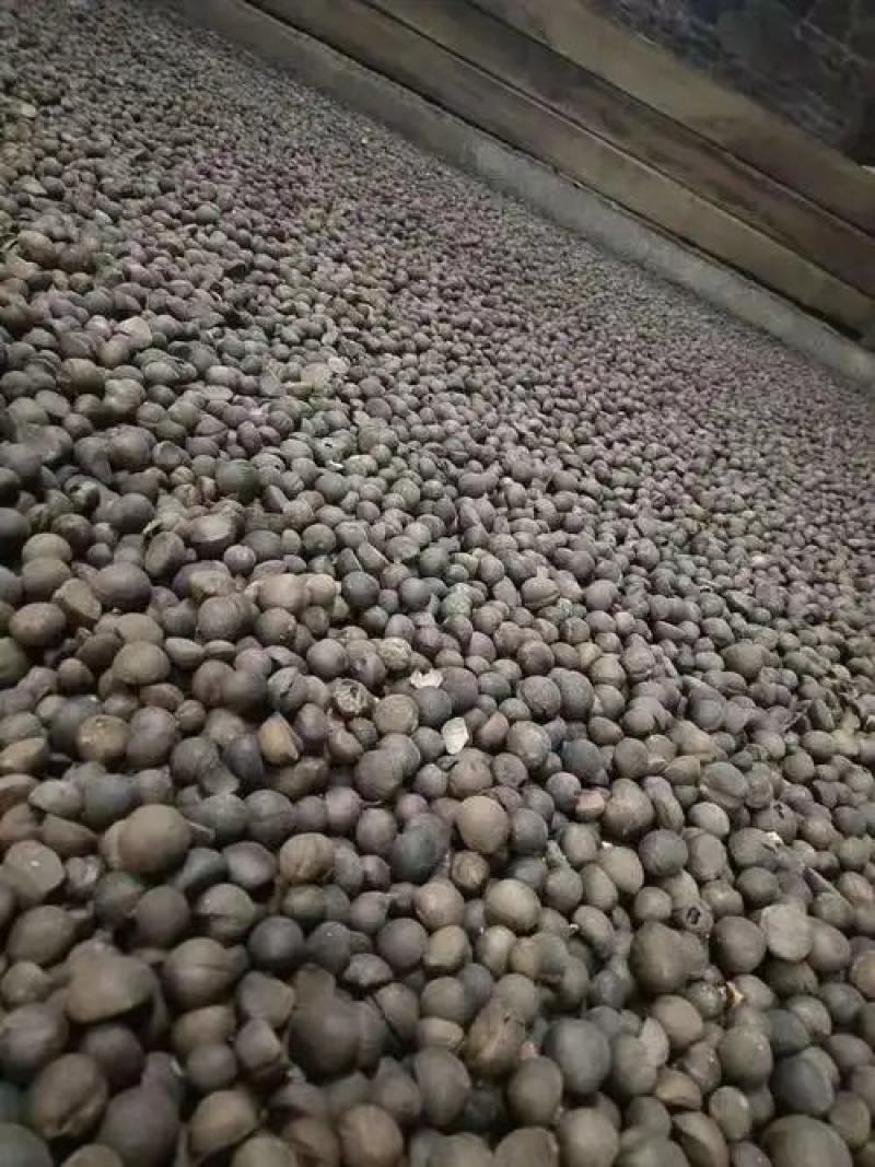 【油茶籽】【山茶籽】【茶油】广西桂林产地大量供应产油高