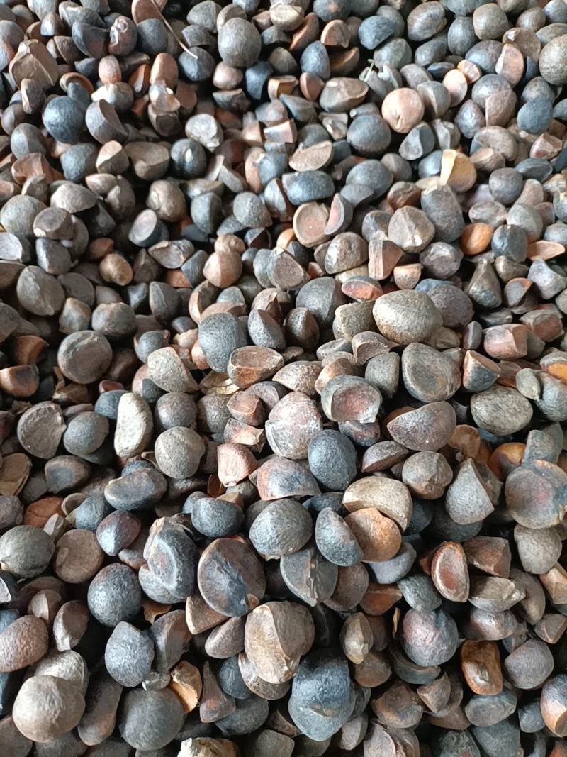 【油茶籽】【山茶籽】【茶油】广西桂林产地大量供应产油高
