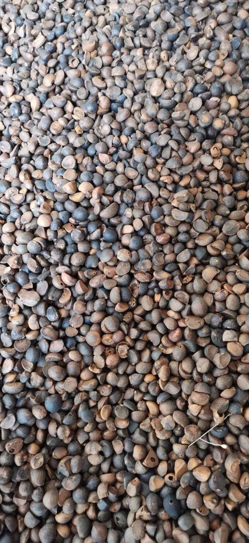 【油茶籽】【山茶籽】【茶油】广西桂林产地大量供应产油高