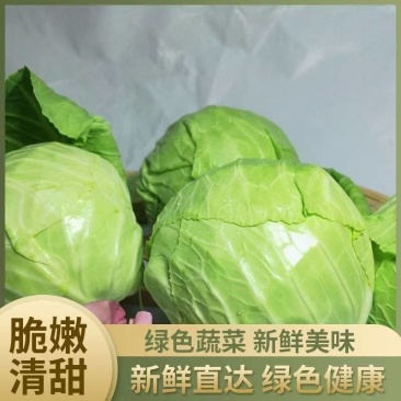 精品甘蓝大量上市一手货源价格优惠欢迎来电洽谈