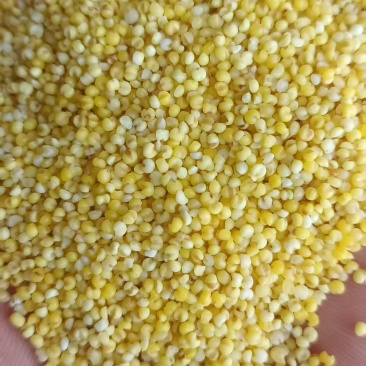 黄小米，敖汉小米货源充足，
