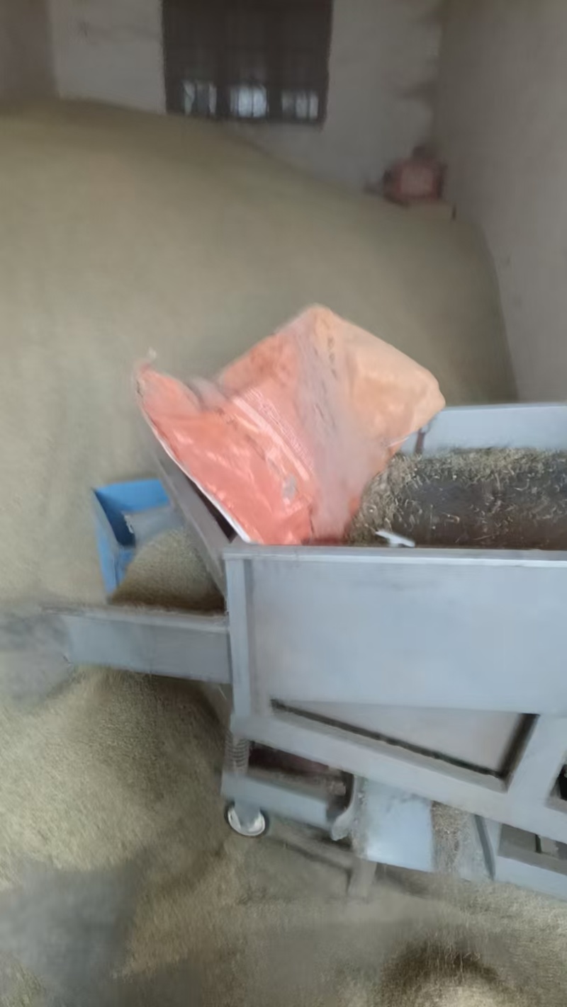 棒棒草籽种子草种大量发货，欢迎来电