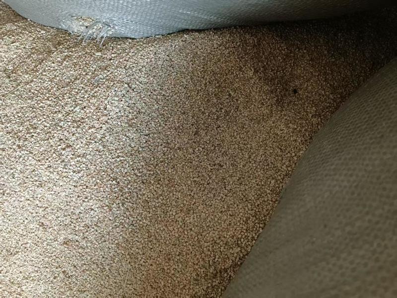 棒棒草籽种子草种大量发货，欢迎来电
