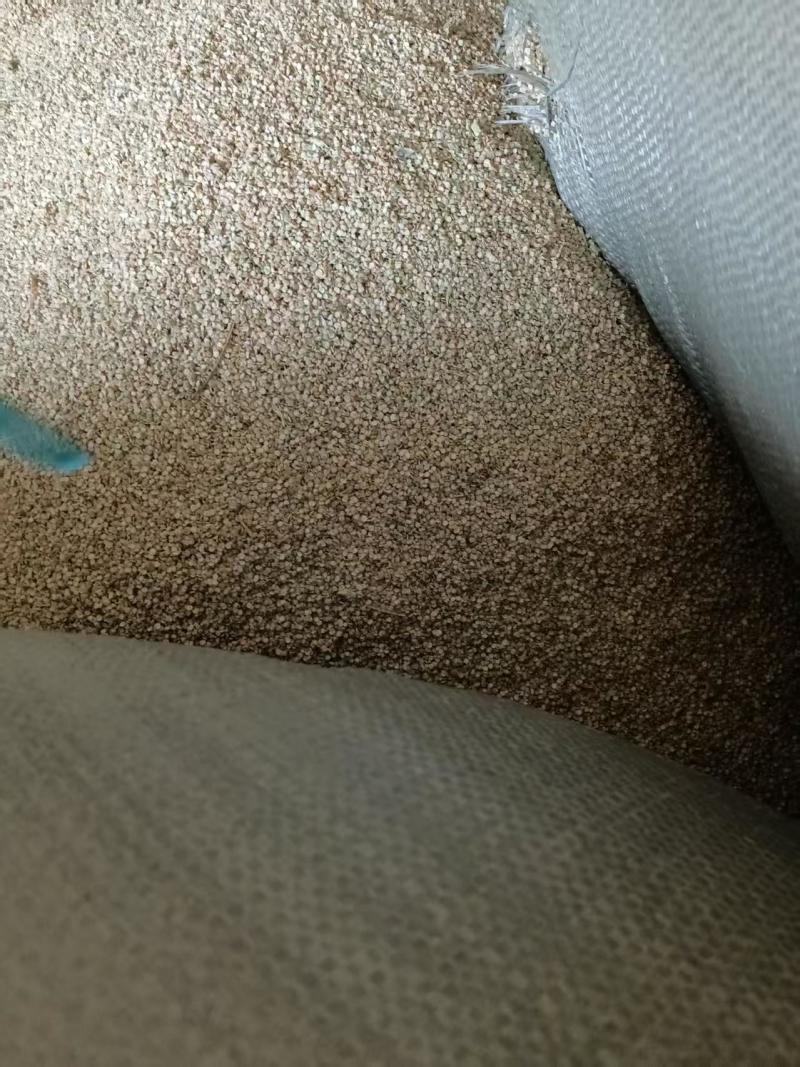 棒棒草籽种子草种大量发货，欢迎来电