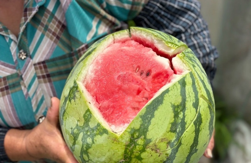 麒麟西瓜精品西瓜皮薄多汁现摘现发供应市场电商商超
