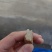 野生银柴胡山银柴胡鲜货