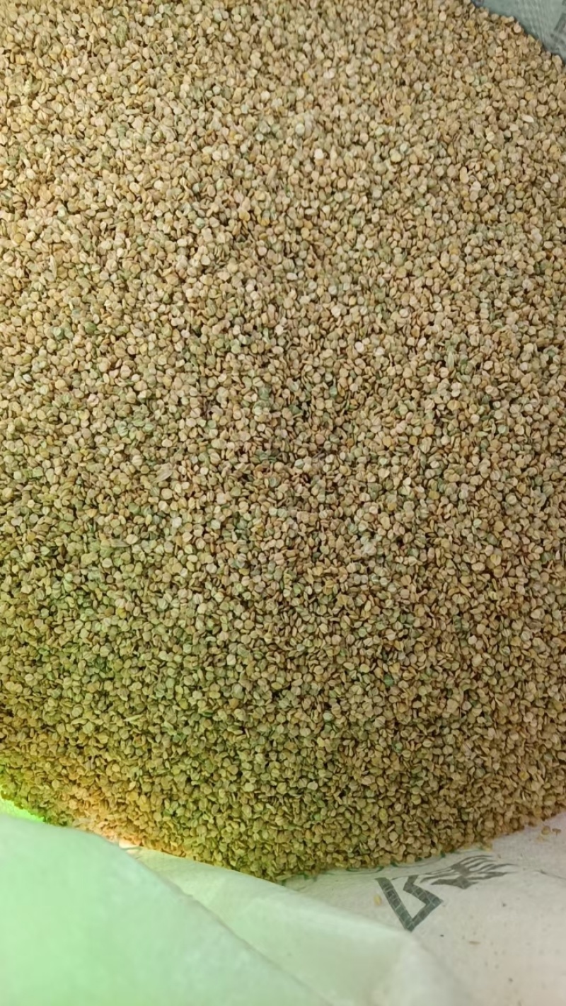 棒棒草籽种子草种大量发货，欢迎来电