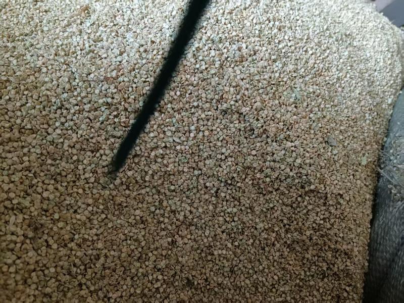 棒棒草籽种子草种大量发货，欢迎来电