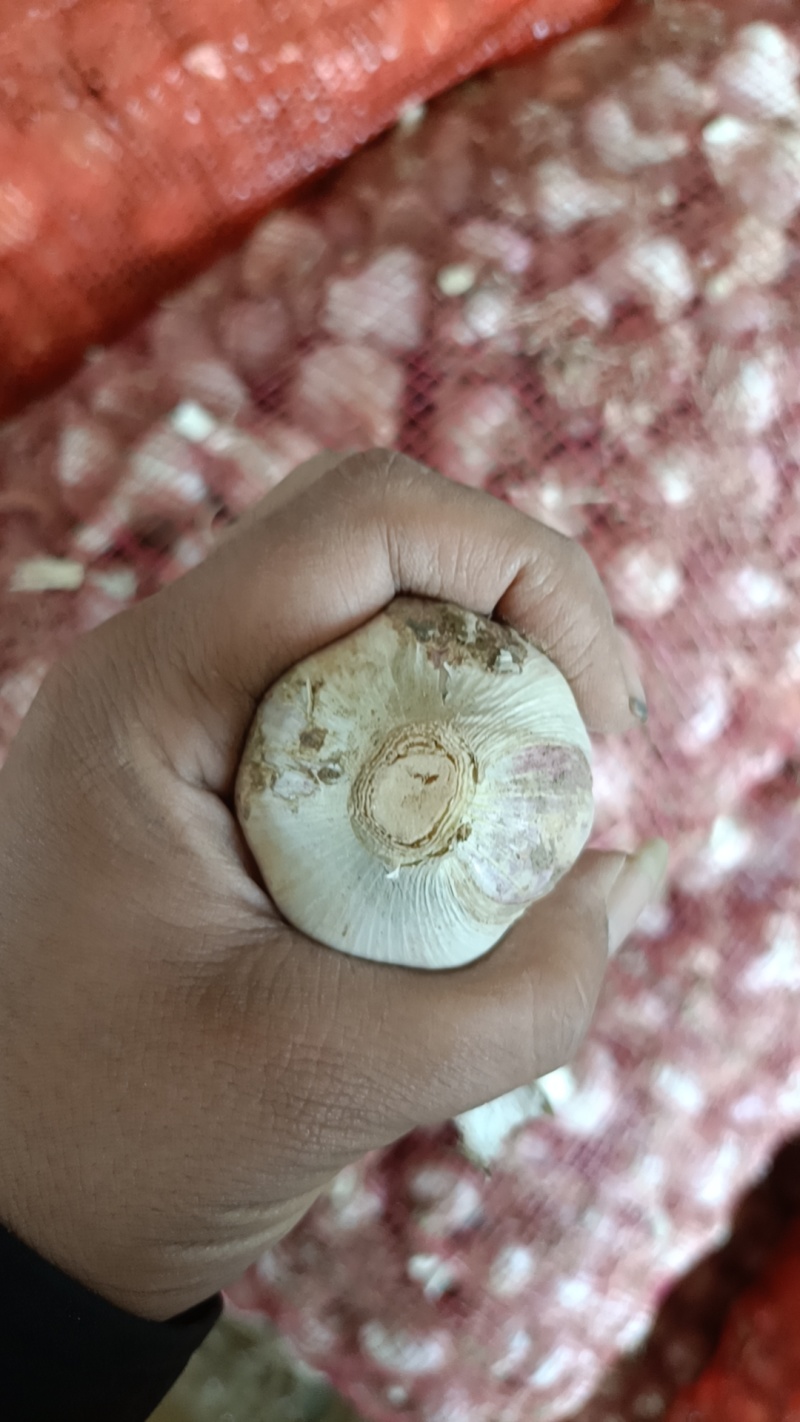 徐州丰县大蒜，开始上市，需要的老板联系，欢迎新老客户咨询