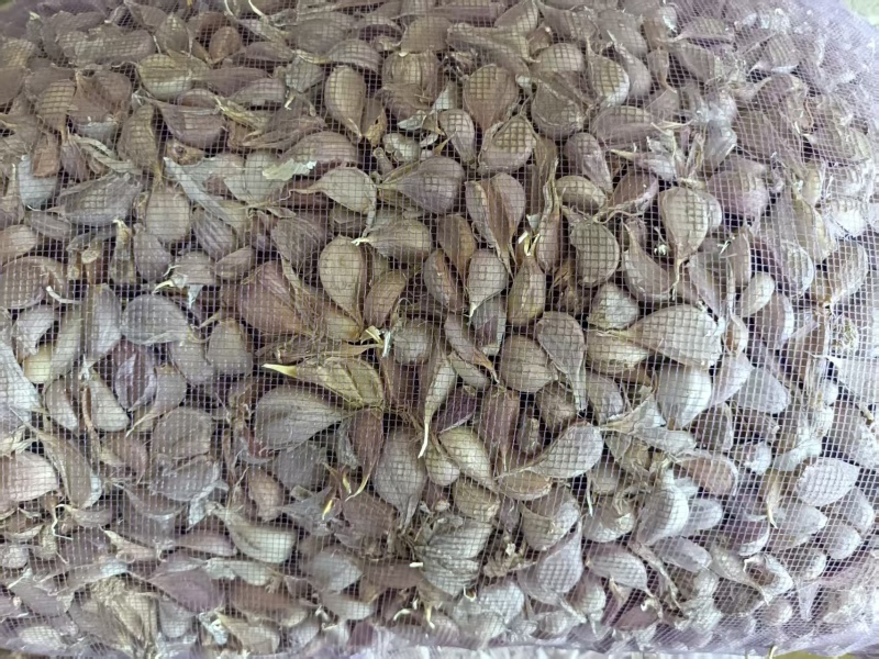 徐州丰县川蒜，苔蒜，量大从优，欢迎新老客户联系。
