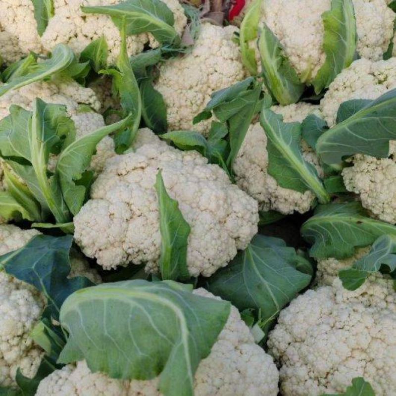 通许有机花菜大量上市青梗白面供应各大市场商超社区团购
