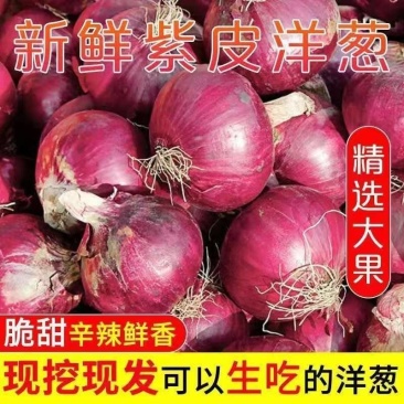 河南开封紫皮洋葱洋葱量大从优供商超产地直发诚信经营