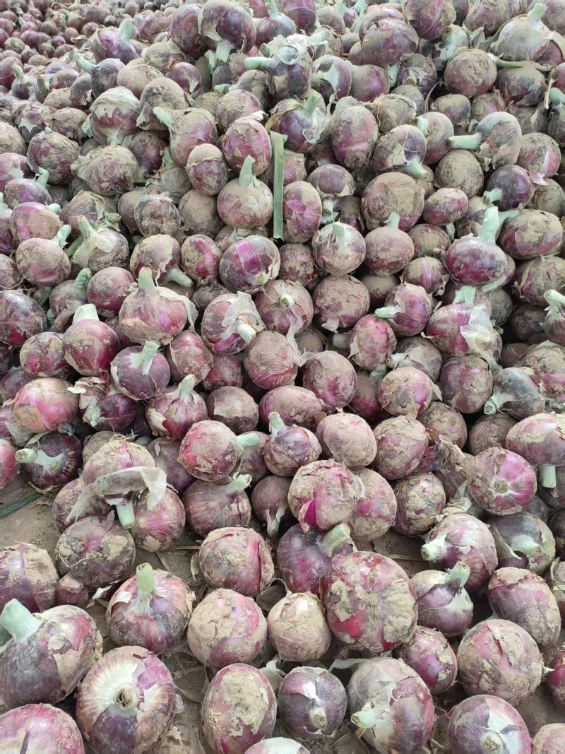 河南开封紫皮洋葱洋葱量大从优供商超产地直发诚信经营