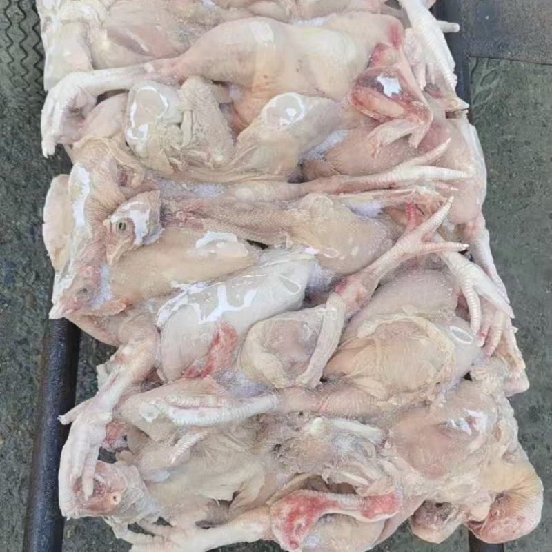 二级肉食鸡，食堂切块，工厂直发，手续齐全。