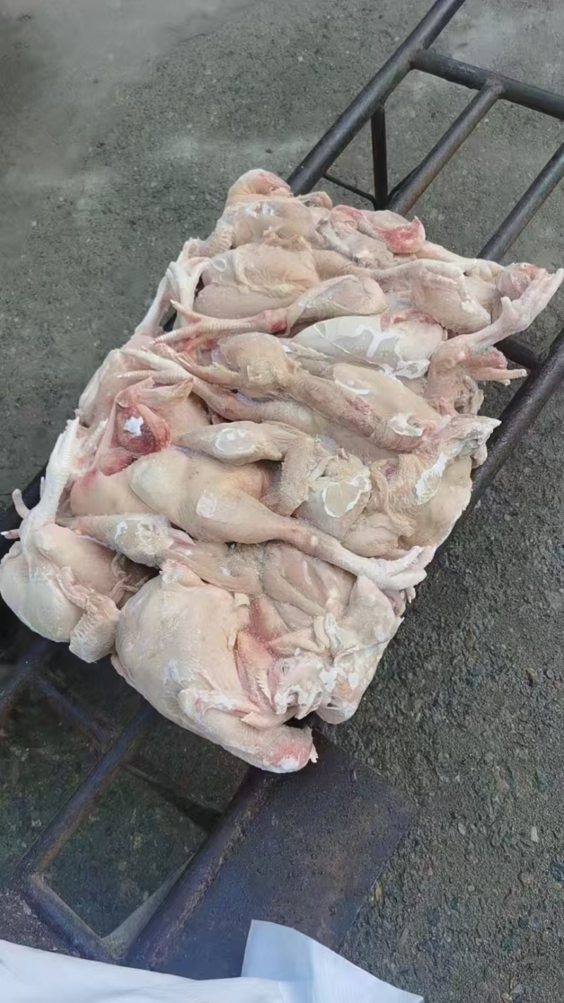 二级肉食鸡，食堂切块，工厂直发，手续齐全。