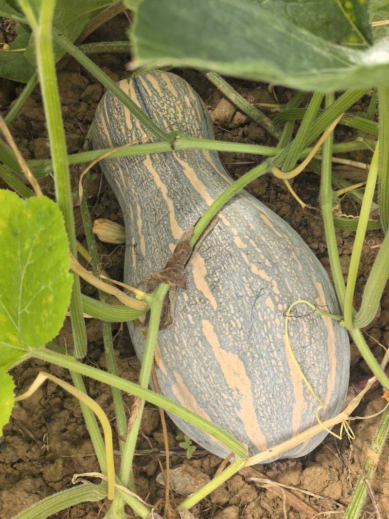 密本南瓜2000亩基地