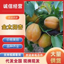 陕西渭南金太阳金太阳杏大量上市中产地直发欢迎来电咨询