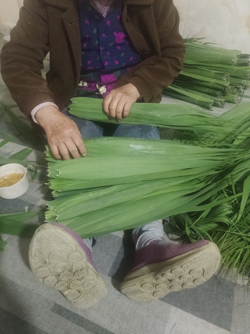 新鲜芦苇叶，现采现卖，量大从优，正常一件代发