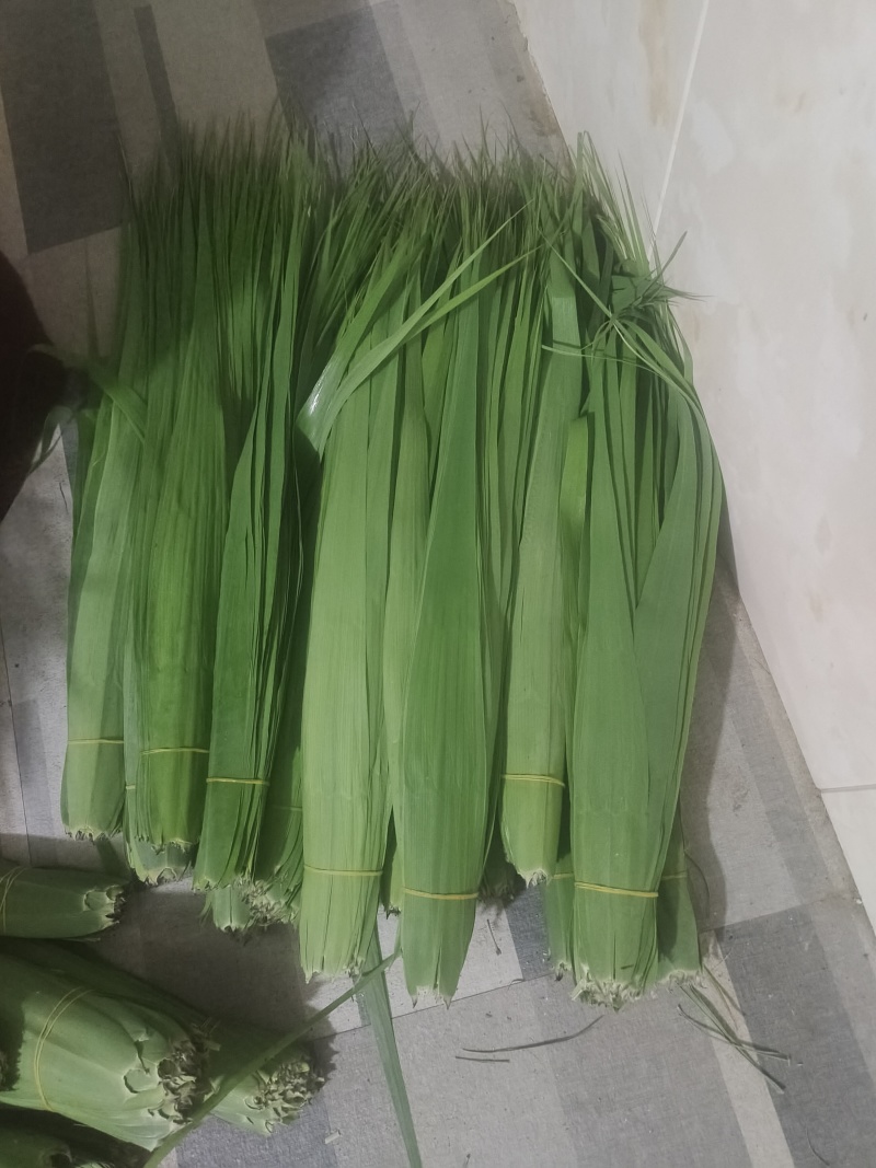 新鲜芦苇叶，现采现卖，量大从优，正常一件代发