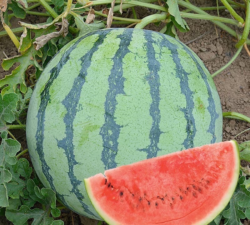 京欣西瓜河北西瓜河北京欣西瓜皮薄多汁商超品质