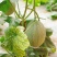 新疆吐鲁番火焰蜜瓜2个装大果6斤/件
