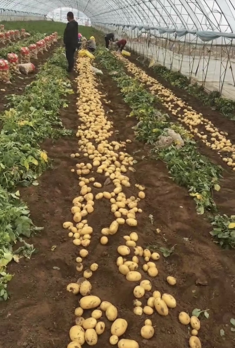 龙丹土豆一手货源无虫眼外形好对接全国各大商超