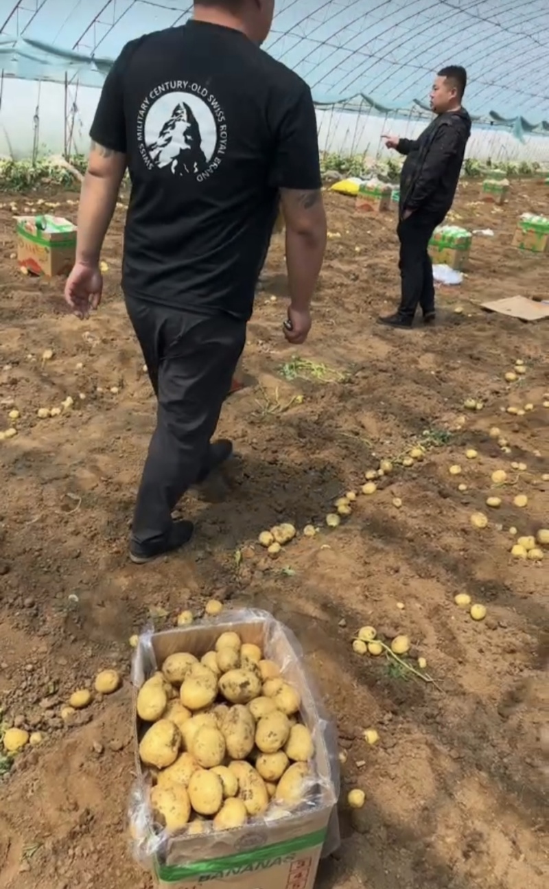 龙丹土豆一手货源无虫眼外形好对接全国各大商超